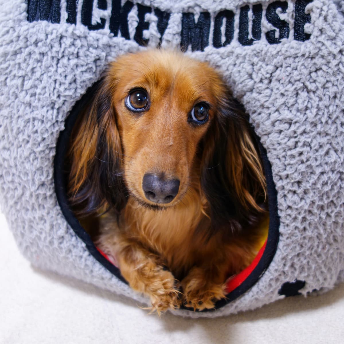 Pet-Friendly Homeware: Stylish Pieces That Can Handle Real Life