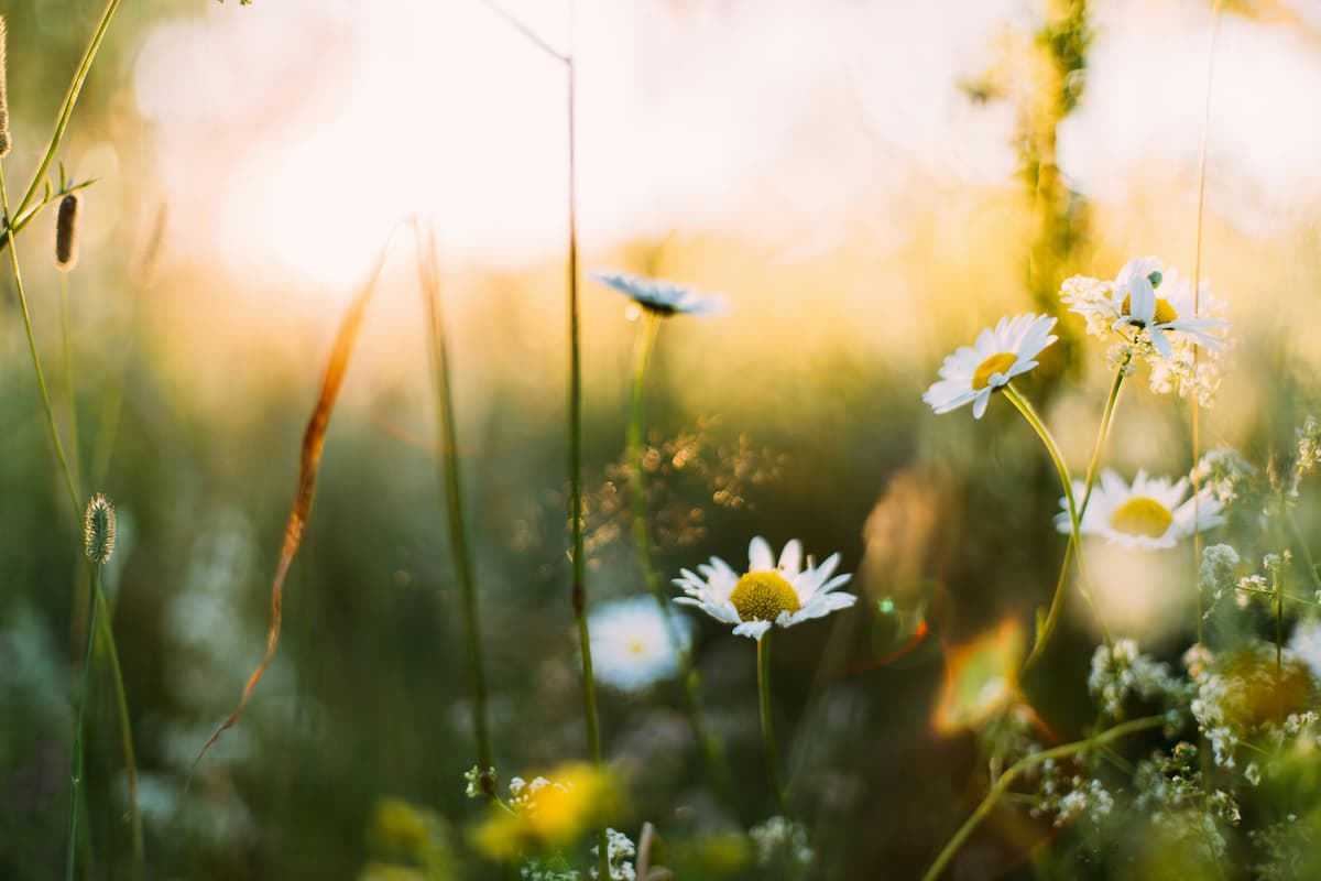 spring
